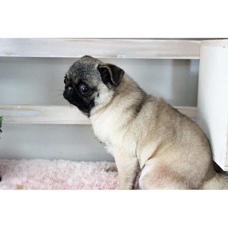 販売中の岡山県のパグ-399471の9枚目