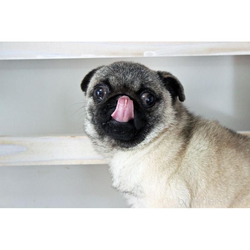 販売中の岡山県のパグ-399471の7枚目