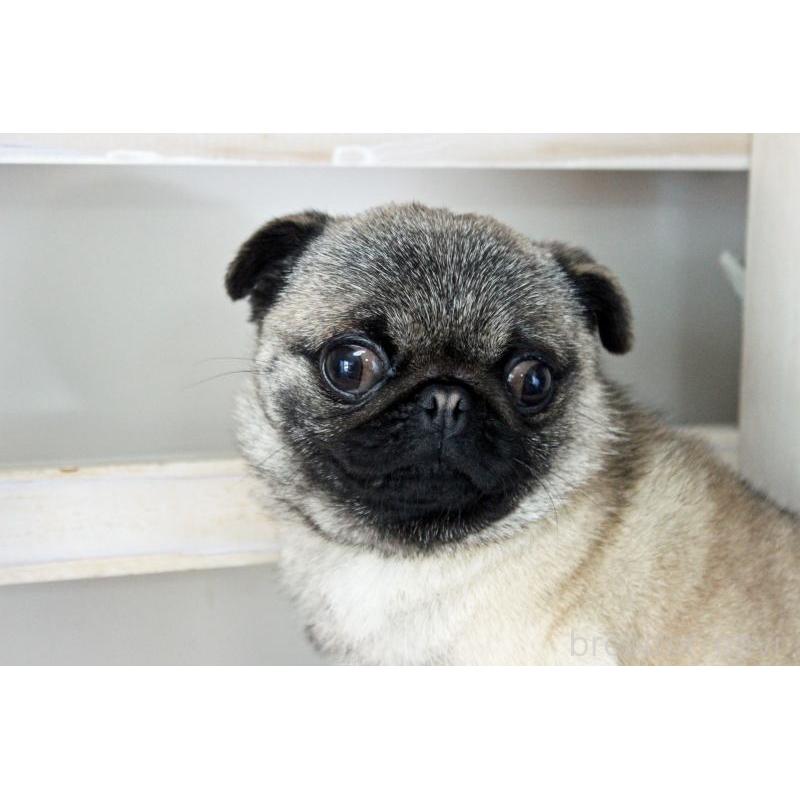 販売中の岡山県のパグ-399471の6枚目