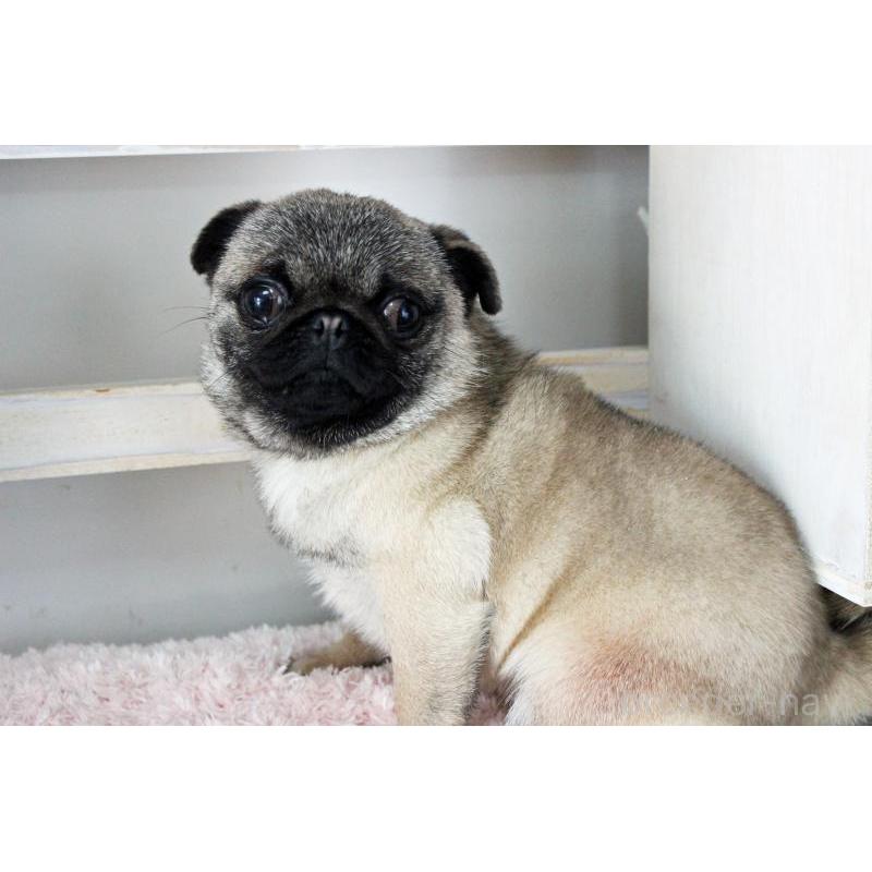 販売中の岡山県のパグ-399471