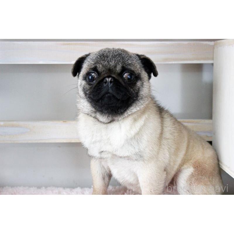 販売中の岡山県のパグ-399471の5枚目