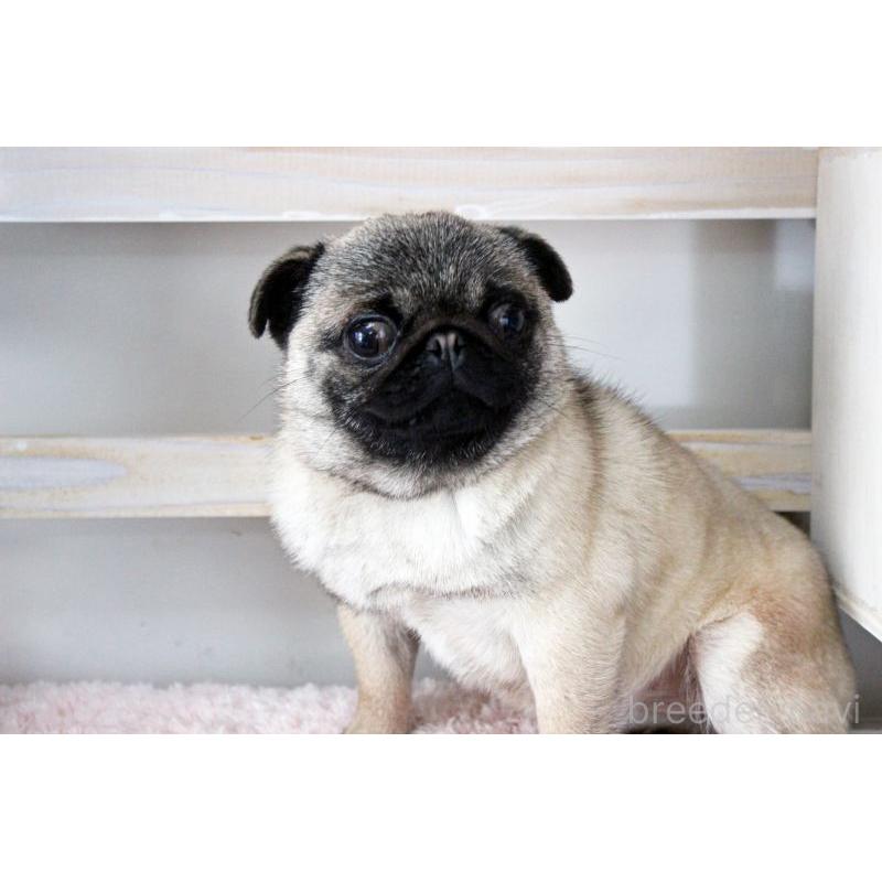 販売中の岡山県のパグ-399471の4枚目