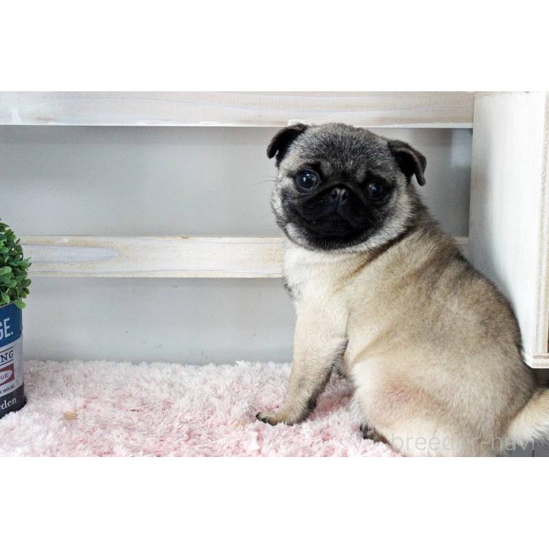 販売中の岡山県のパグ-399471の3枚目