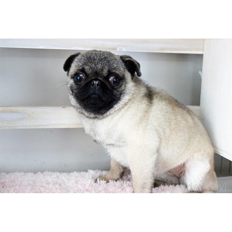 販売中の岡山県のパグ-399471の2枚目