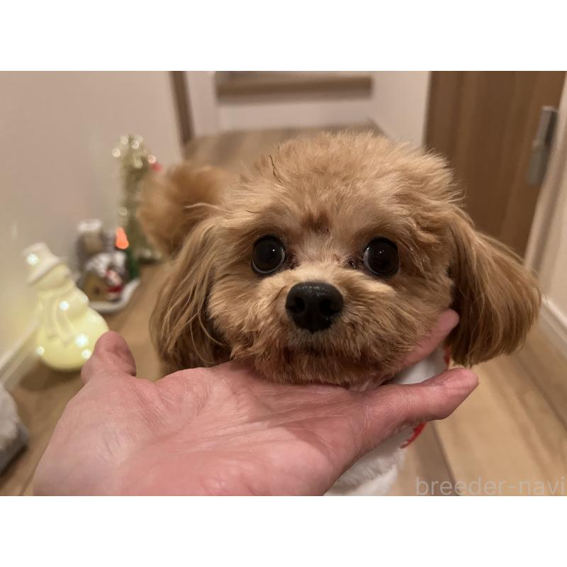 販売中の埼玉県のミックス犬-370849の7枚目