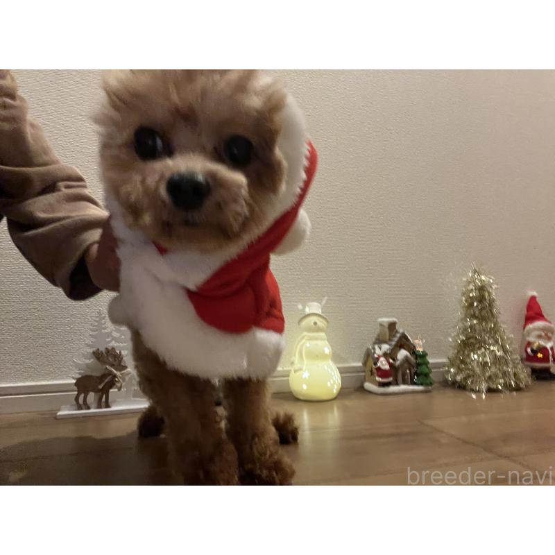 販売中の埼玉県のミックス犬-370849の6枚目