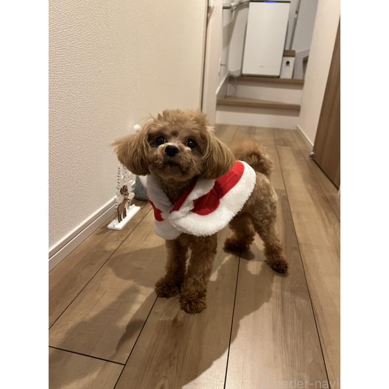 販売中の埼玉県のミックス犬-370849の5枚目