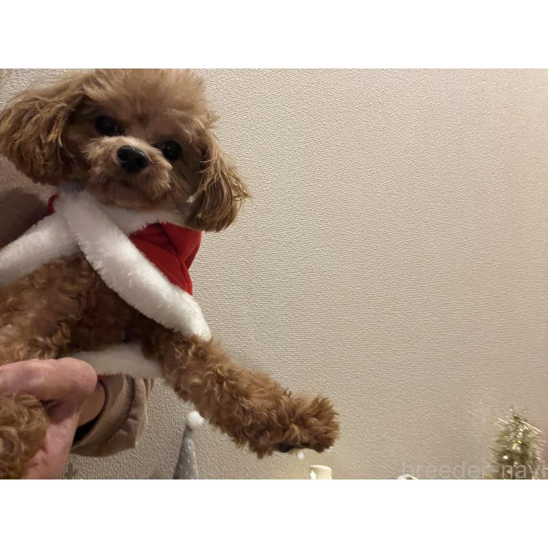 販売中の埼玉県のミックス犬-370849の4枚目