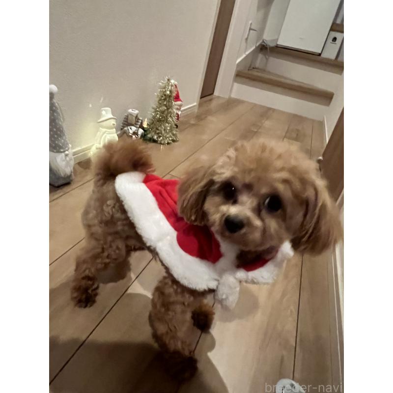 販売中の埼玉県のミックス犬-370849の3枚目