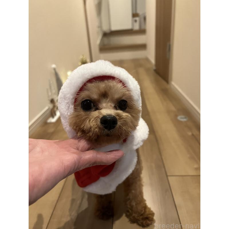 販売中の埼玉県のミックス犬-370849の2枚目