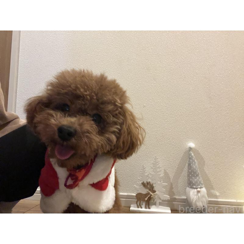 販売中の埼玉県のタイニープードル-430405の3枚目