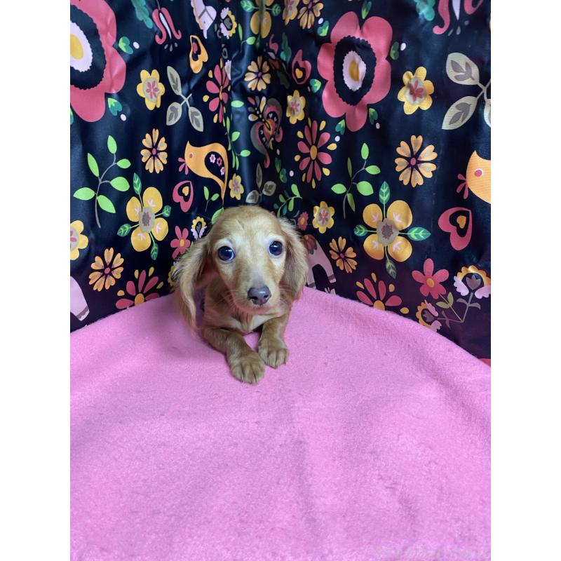 販売中の佐賀県のカニンヘンダックスフンド(ロングヘアード)-413676の2枚目