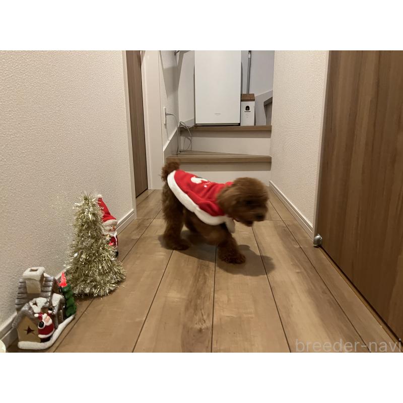 販売中の埼玉県のタイニープードル-430405の2枚目