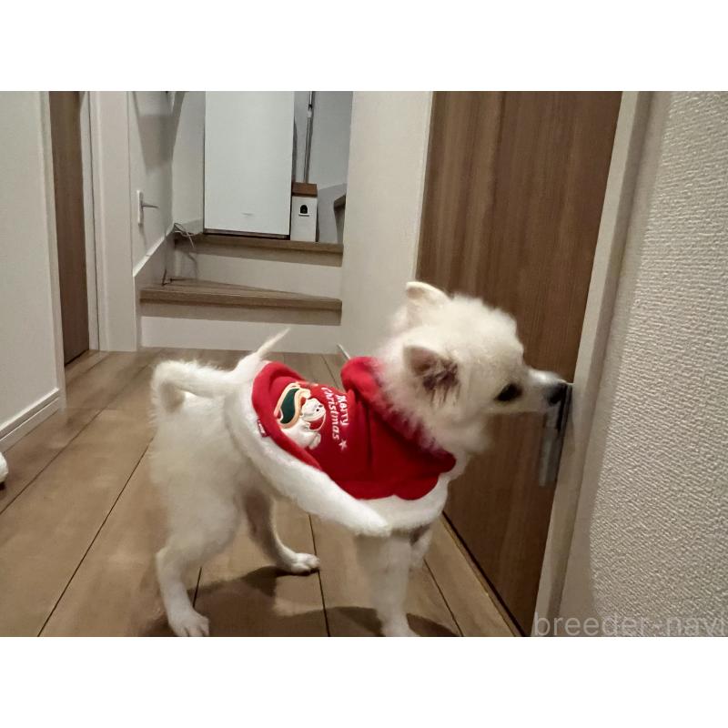 販売中の埼玉県のポメラニアン-414580の3枚目
