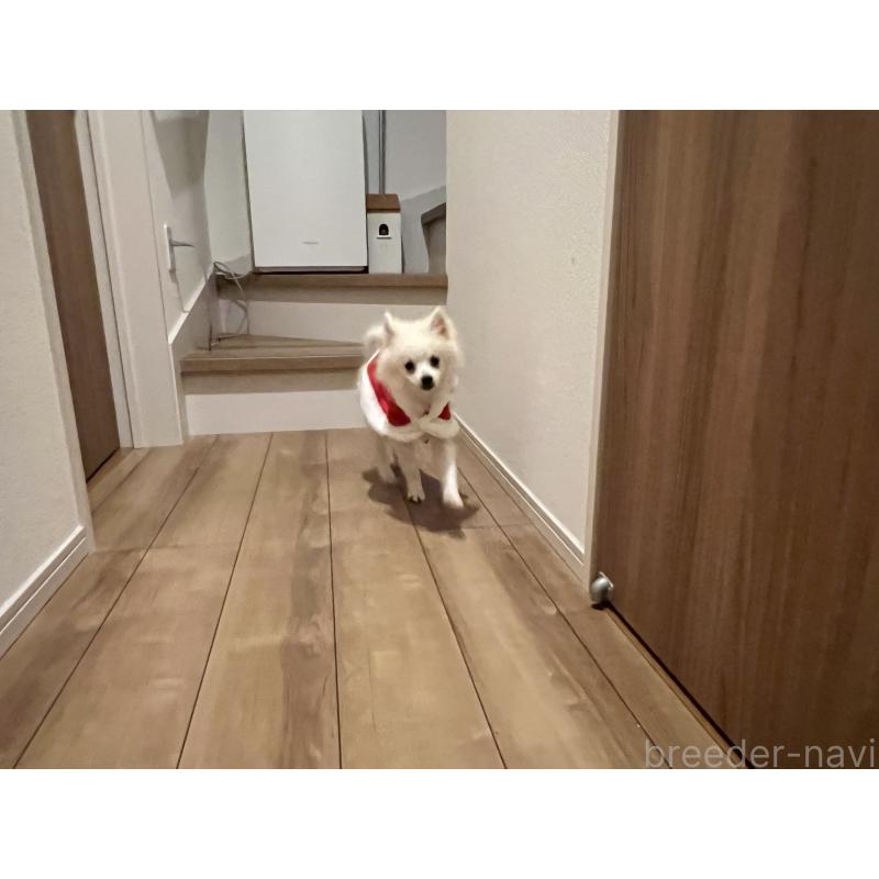 販売中の埼玉県のポメラニアン-414580の2枚目