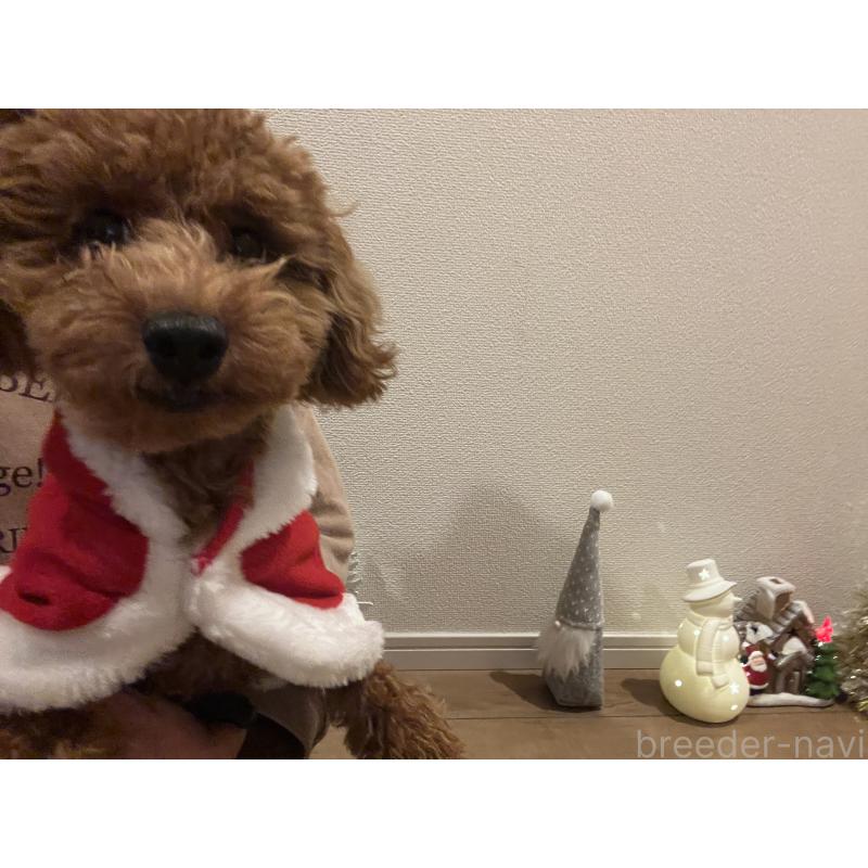 販売中の埼玉県のミックス犬-410406の4枚目