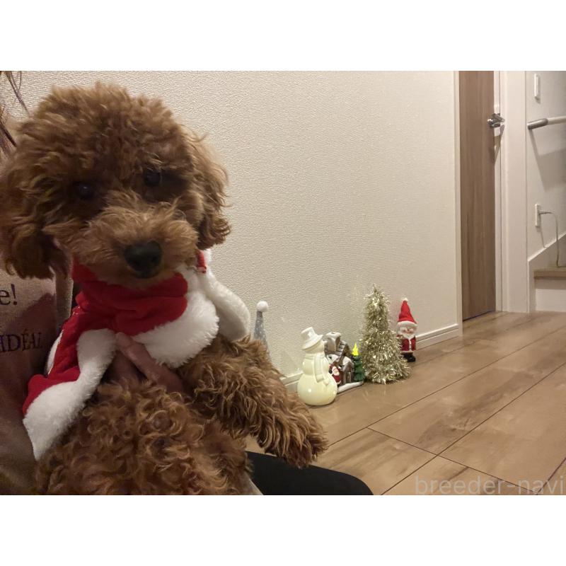 販売中の埼玉県のミックス犬-410406の3枚目