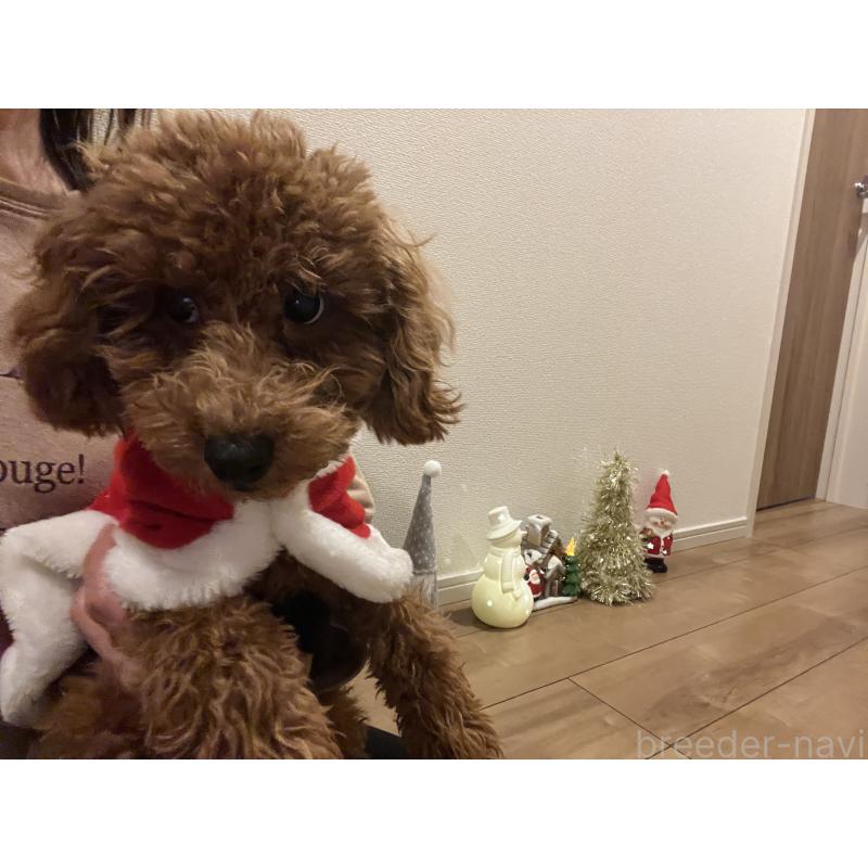 販売中の埼玉県のミックス犬-410406の2枚目