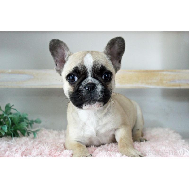 販売中の岡山県のフレンチブルドッグ-432692の10枚目
