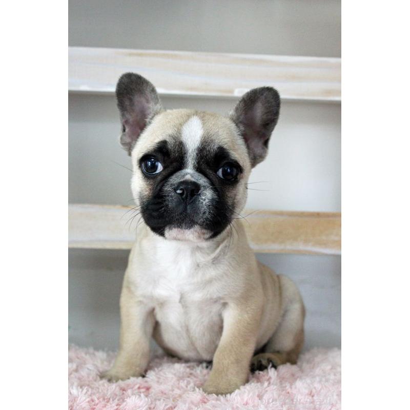 販売中の岡山県のフレンチブルドッグ-432692の8枚目