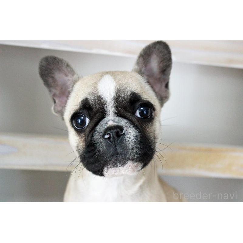 販売中の岡山県のフレンチブルドッグ-432692の9枚目