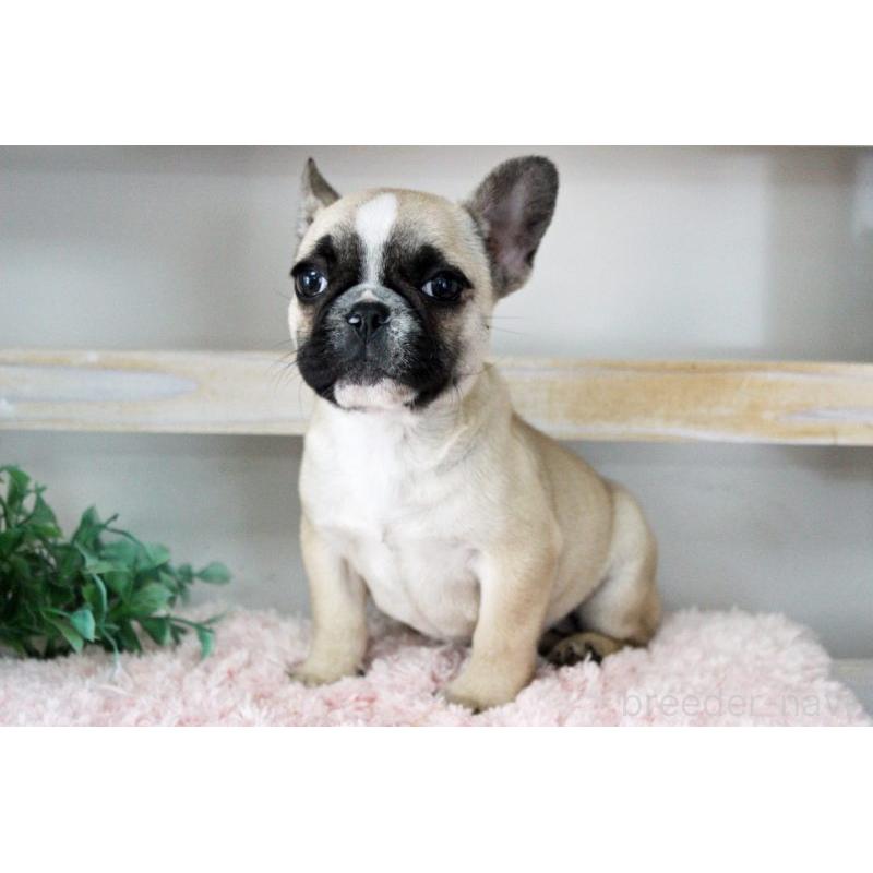 販売中の岡山県のフレンチブルドッグ-432692の7枚目