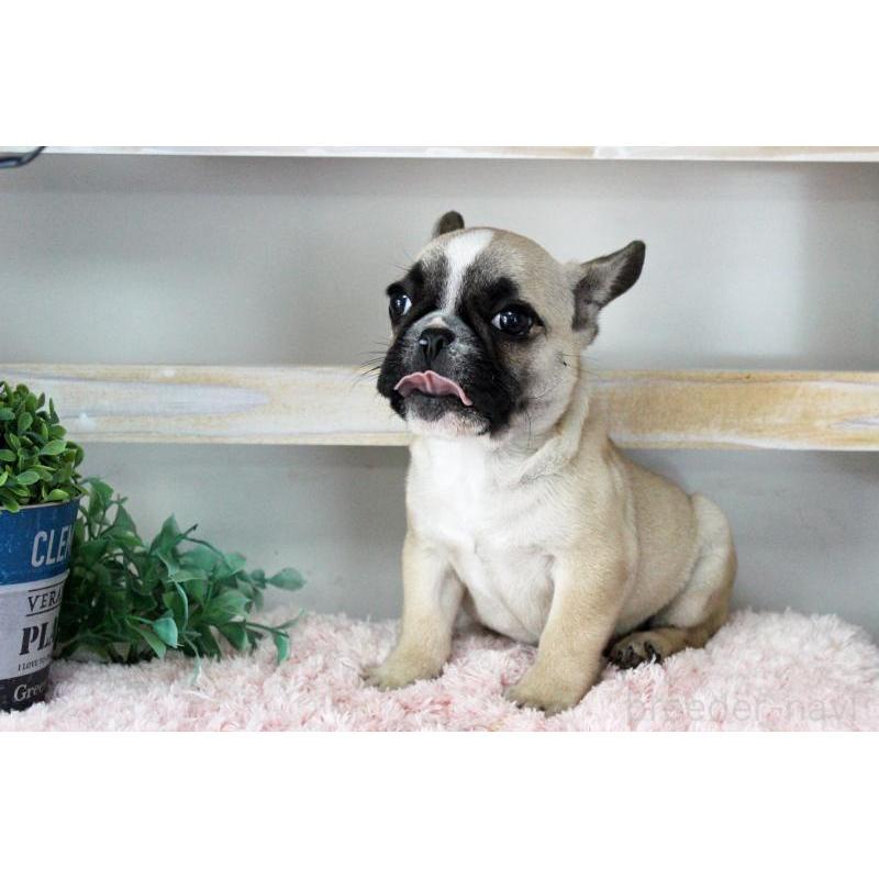 販売中の岡山県のフレンチブルドッグ-432692の6枚目