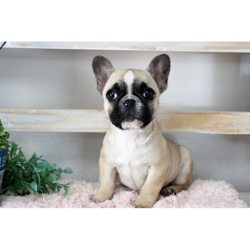 販売中の岡山県のフレンチブルドッグ-432692の5枚目