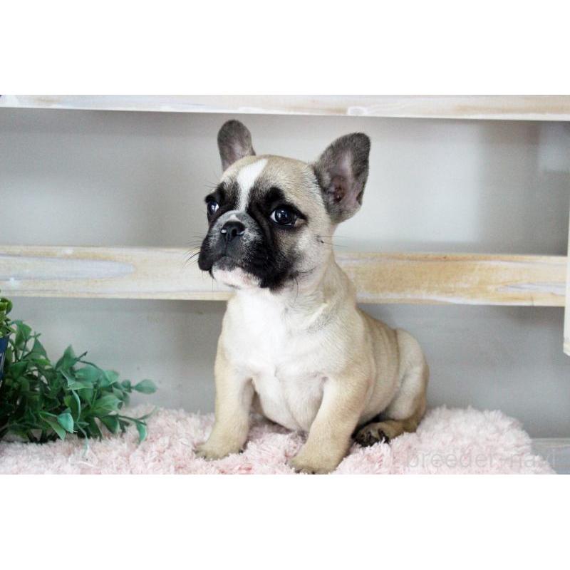 販売中の岡山県のフレンチブルドッグ-432692の3枚目