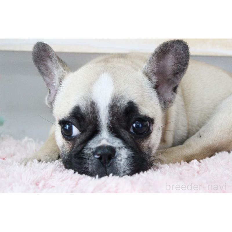 販売中の岡山県のフレンチブルドッグ-432692の4枚目