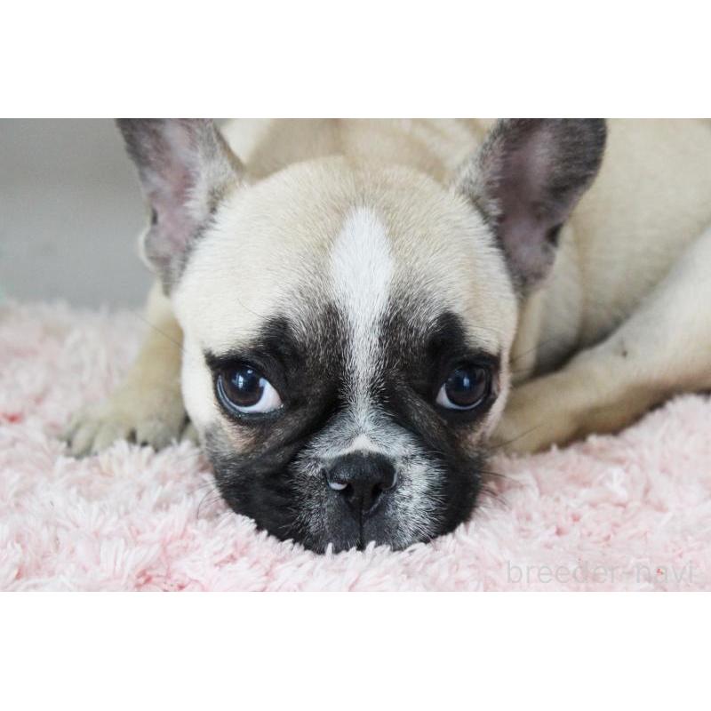 販売中の岡山県のフレンチブルドッグ-432692の2枚目