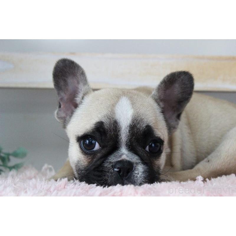 販売中の岡山県のフレンチブルドッグ-432692の1枚目