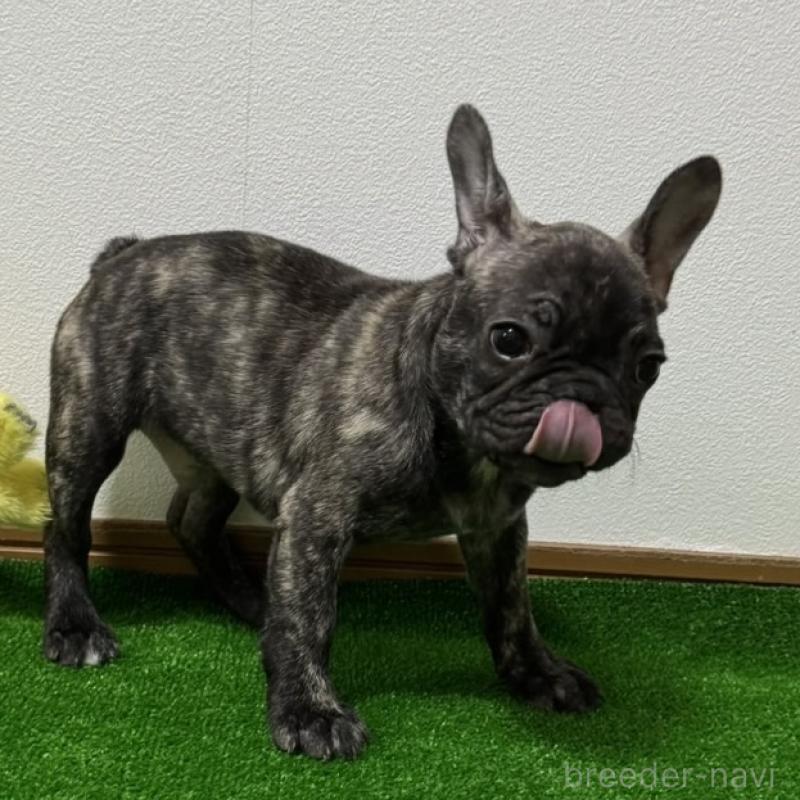 販売中の兵庫県のフレンチブルドッグ-422377の9枚目