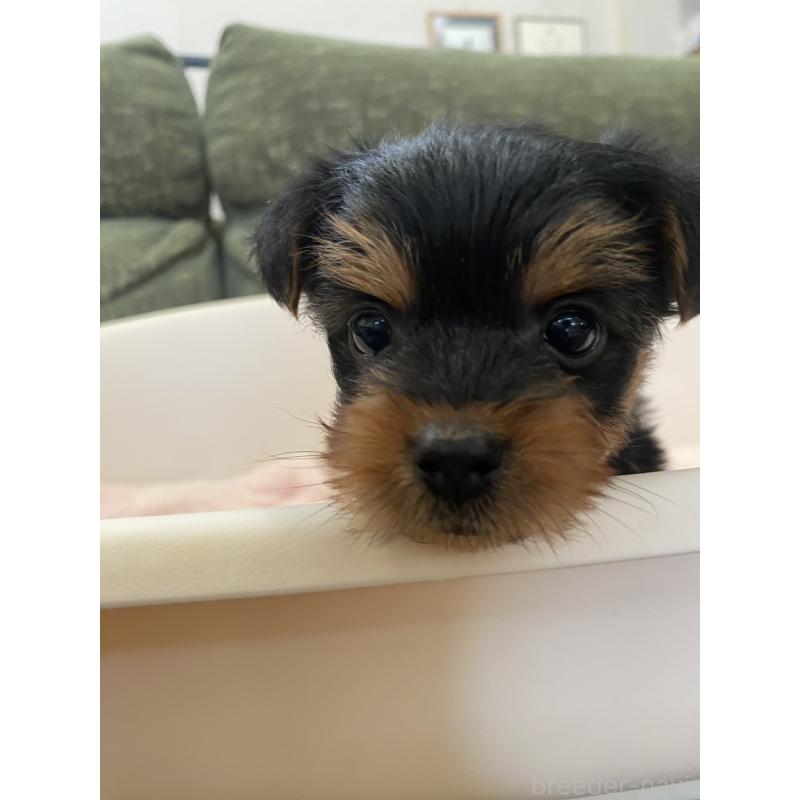 販売中の福岡県のヨークシャーテリア-432694の6枚目