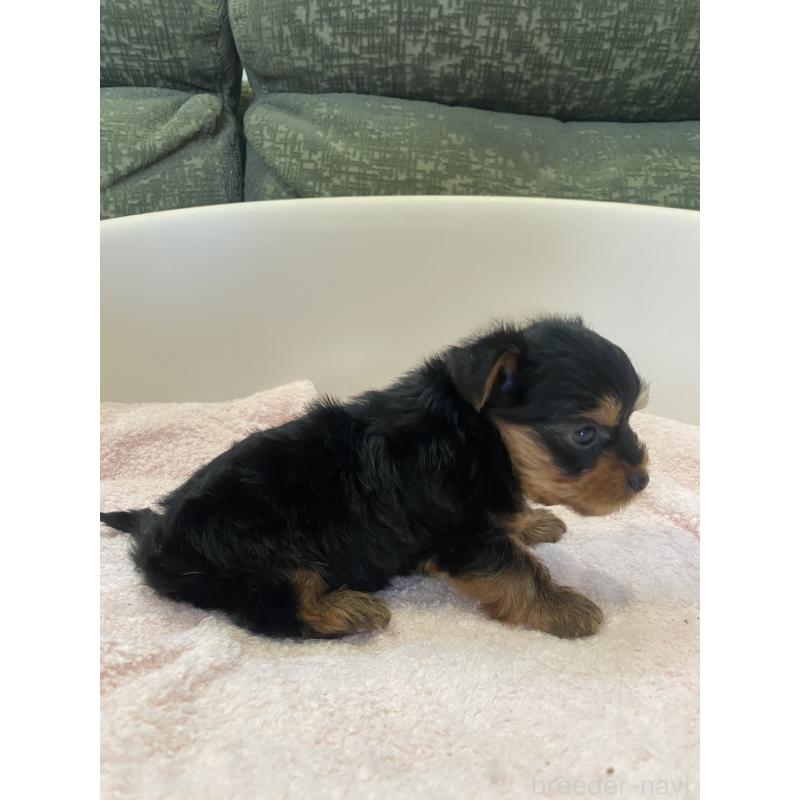 販売中の福岡県のヨークシャーテリア-432694の5枚目