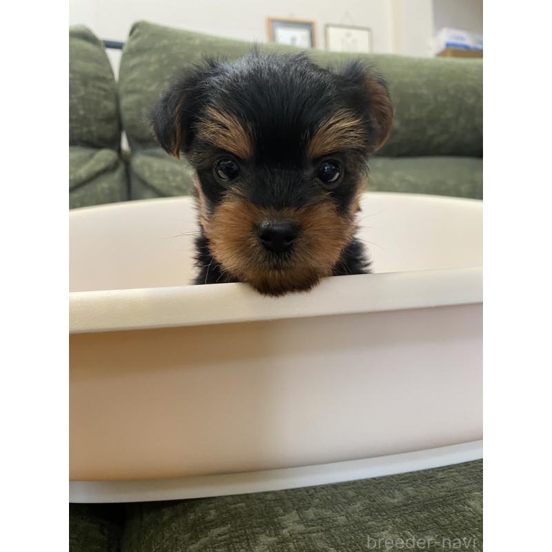販売中の福岡県のヨークシャーテリア-432694の4枚目