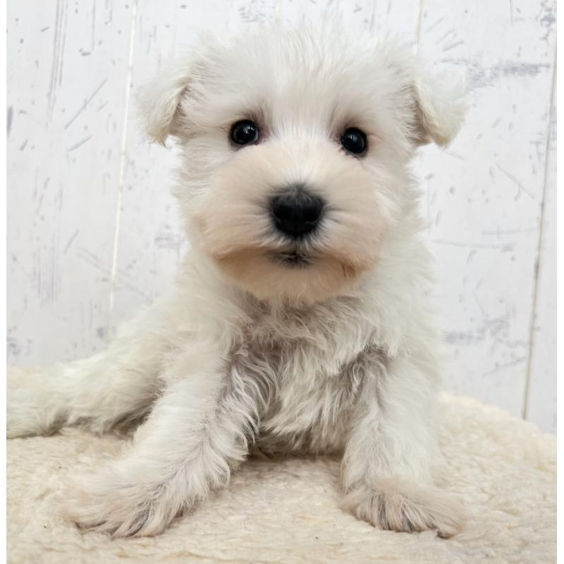 販売中の千葉県のミニチュアシュナウザー-432695