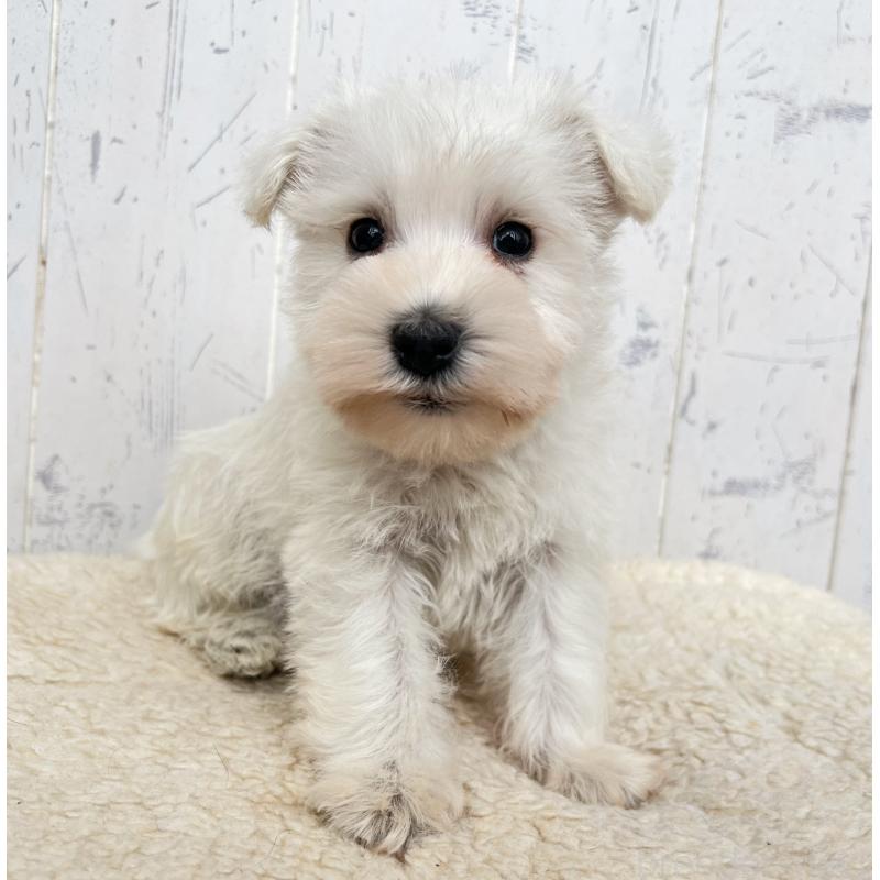 販売中の千葉県のミニチュアシュナウザー-432695の6枚目