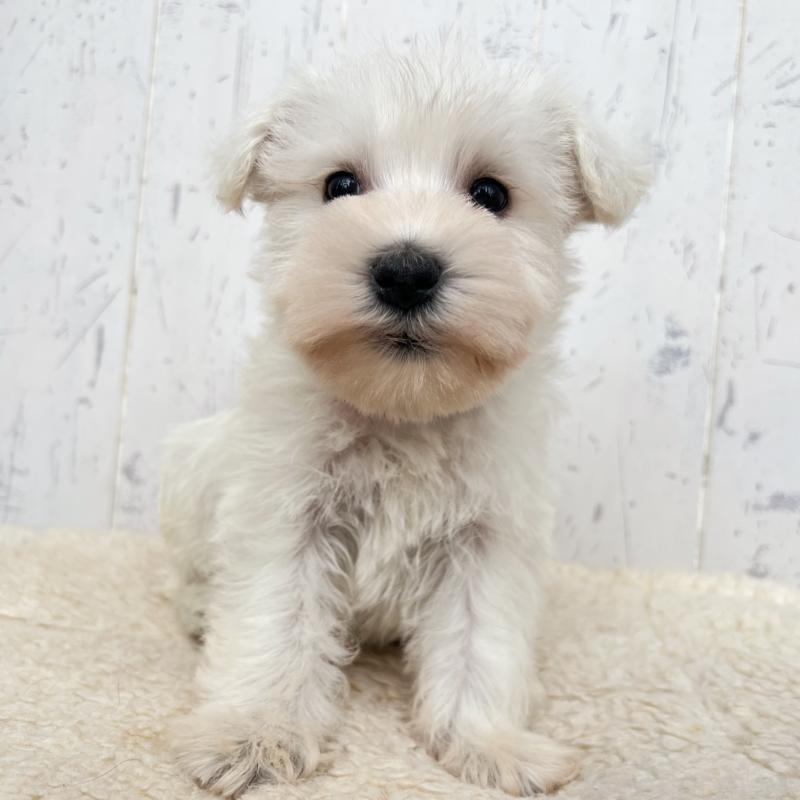 販売中の千葉県のミニチュアシュナウザー-432695の5枚目