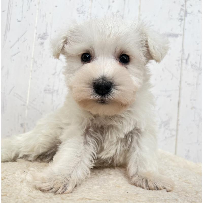 販売中の千葉県のミニチュアシュナウザー-432695の4枚目