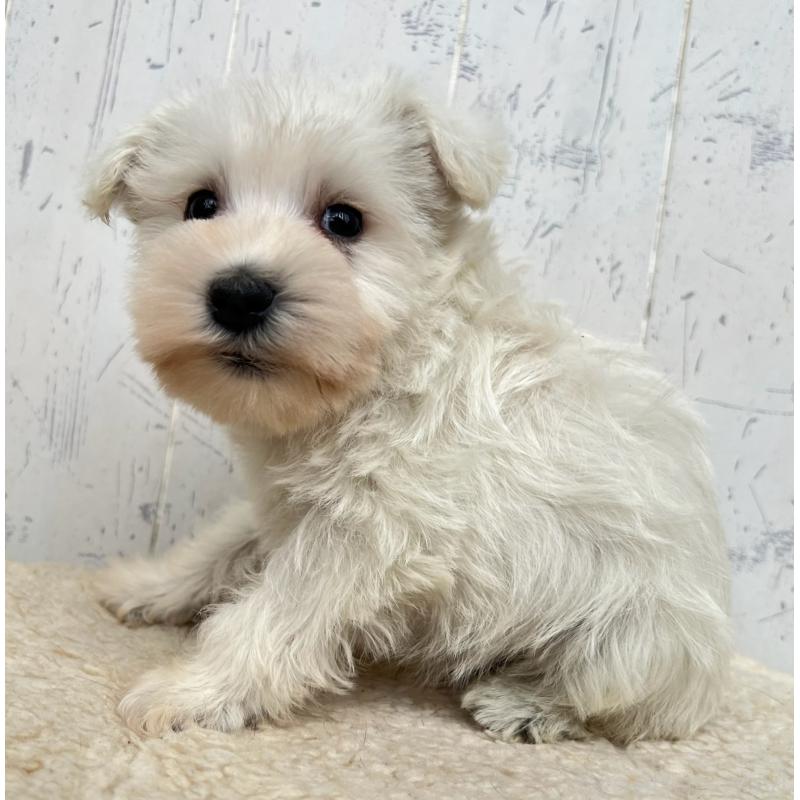 販売中の千葉県のミニチュアシュナウザー-432695の3枚目