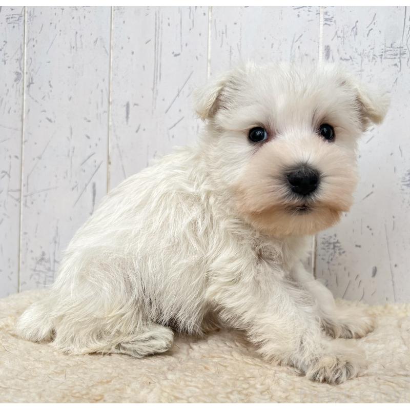 販売中の千葉県のミニチュアシュナウザー-432695の2枚目