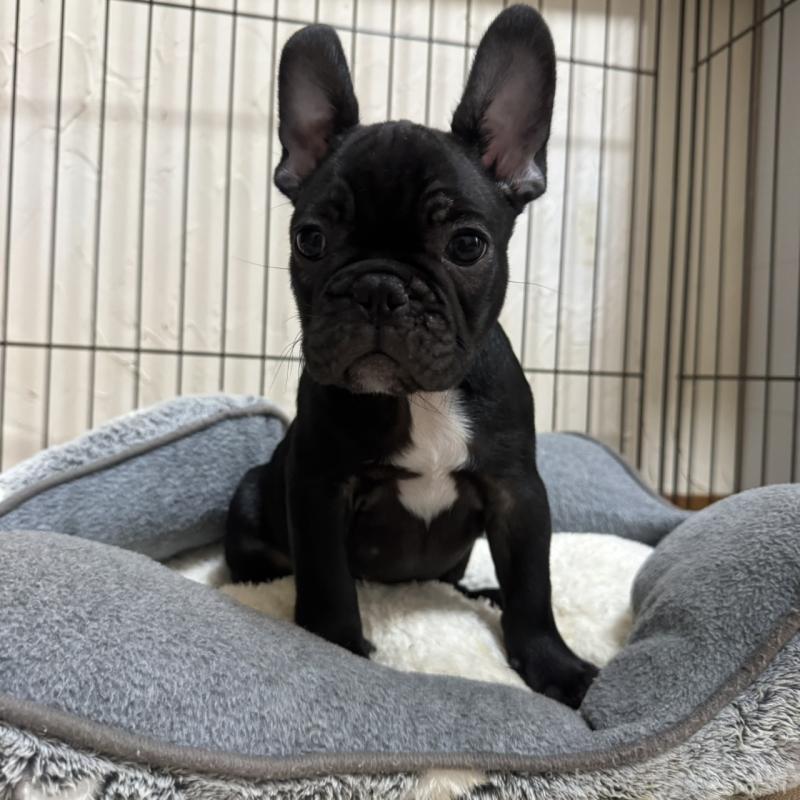 販売中の兵庫県のフレンチブルドッグ-426937の6枚目