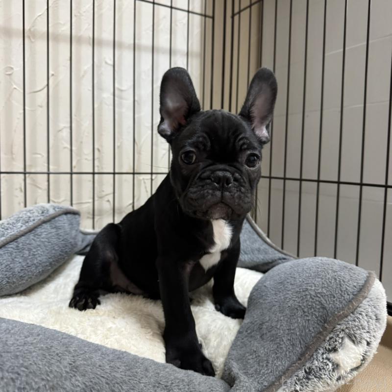 販売中の兵庫県のフレンチブルドッグ-426937