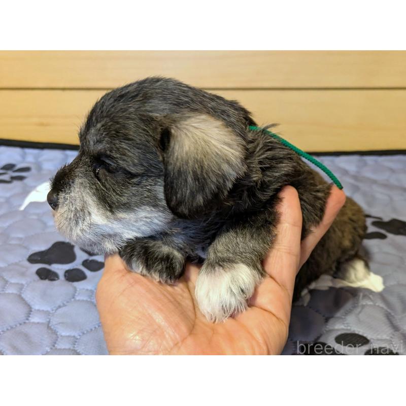 販売中の茨城県のミニチュアシュナウザー-432633の7枚目