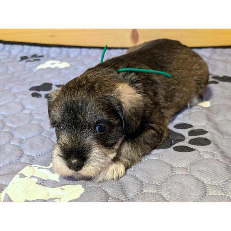 販売中の茨城県のミニチュアシュナウザー-432633の6枚目