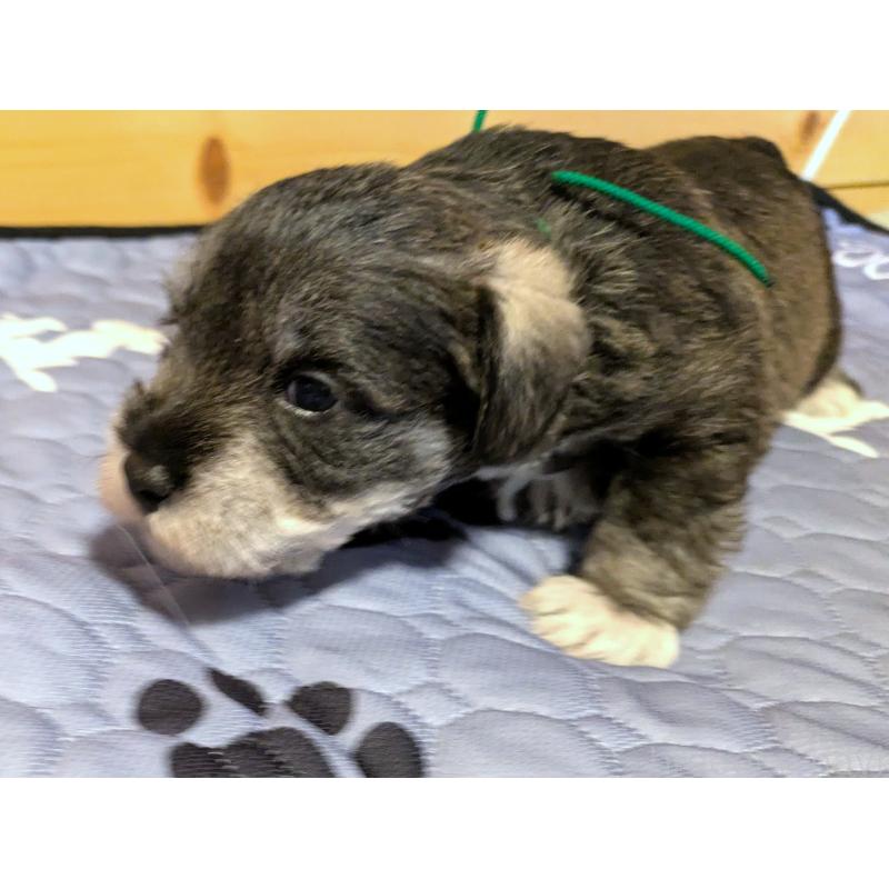 販売中の茨城県のミニチュアシュナウザー-432633の5枚目