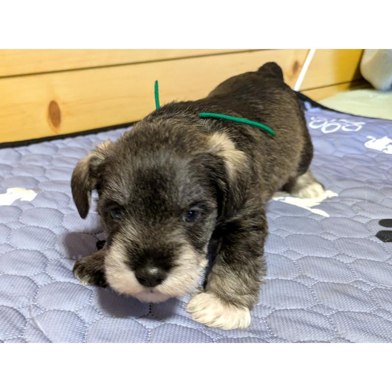 販売中の茨城県のミニチュアシュナウザー-432633の4枚目