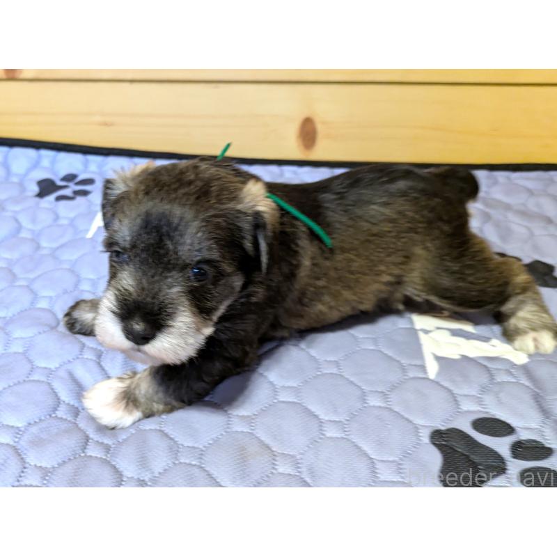 販売中の茨城県のミニチュアシュナウザー-432633の3枚目