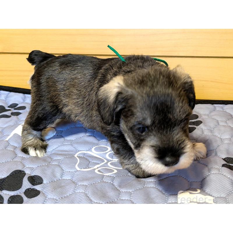 販売中の茨城県のミニチュアシュナウザー-432633の2枚目